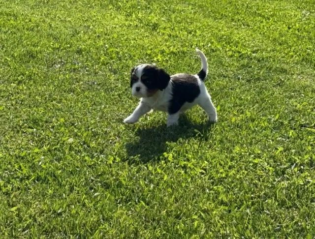 Cavalier King Macho com V8 Importada e Contrato de Saúde