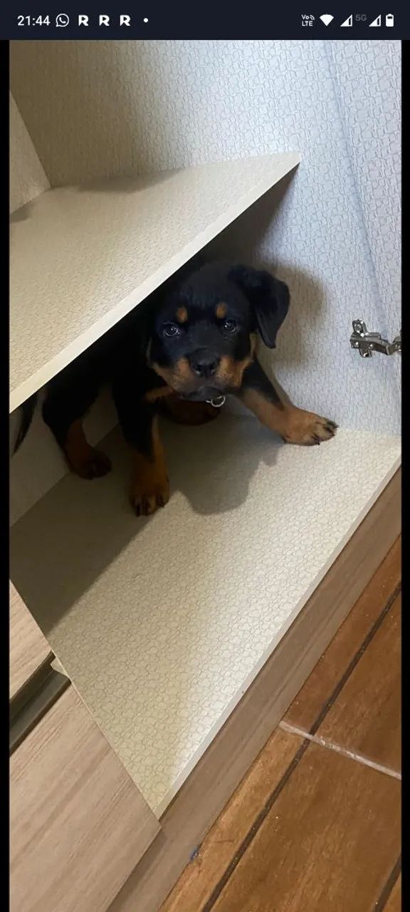 Filhotes de Rottweiler 