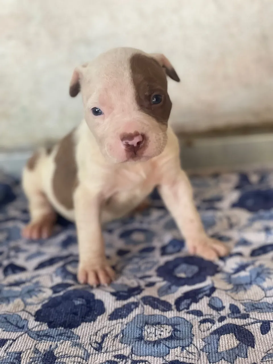 Filhote de terrier com pit monster disponível