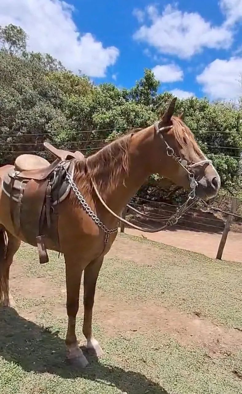 CASTRADO LUXOOOO (Marcha picada)