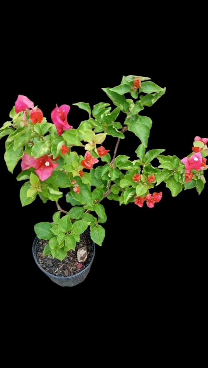 Muda de Primavera - Foto 2