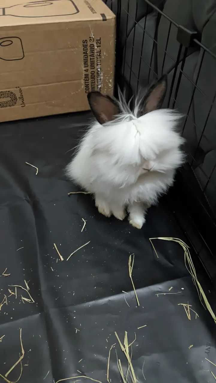 Vendo coelho Netherland + Assessórios  completo - Foto 2