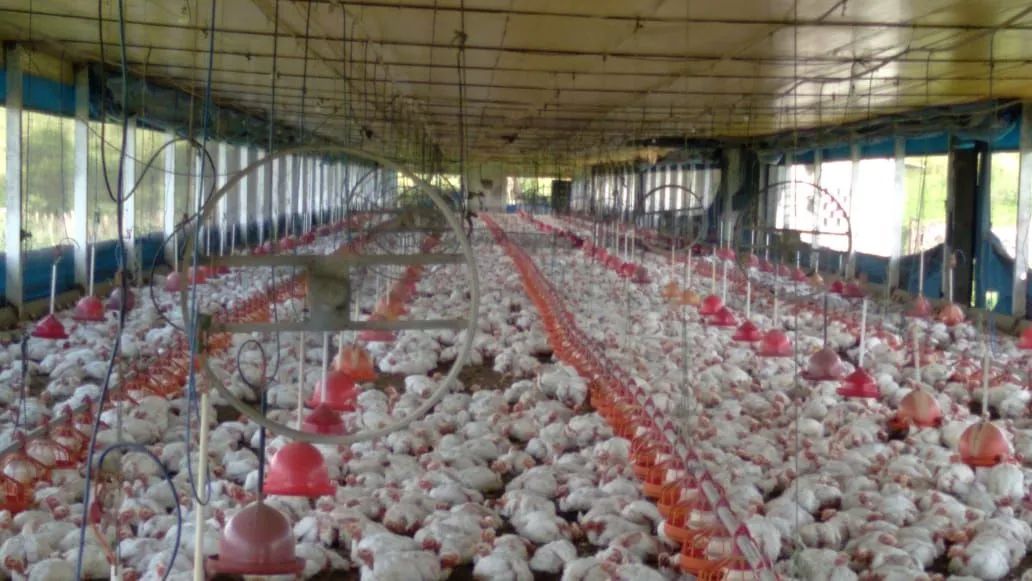 Galinheiro industrial completo