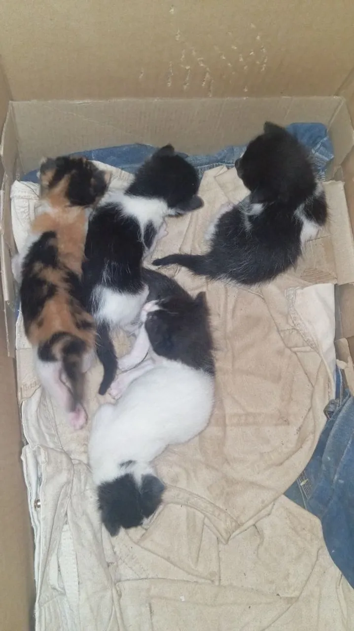 Gatinhos lindos para adoção