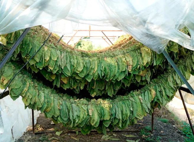 1g De Sementes Frescas De Tabaco (fumo) - Nicotiana Tabacum