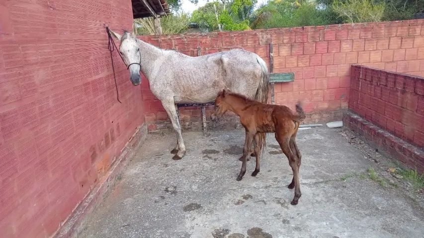 Vende-se Égua e potra mangalarga machador  - Foto 4