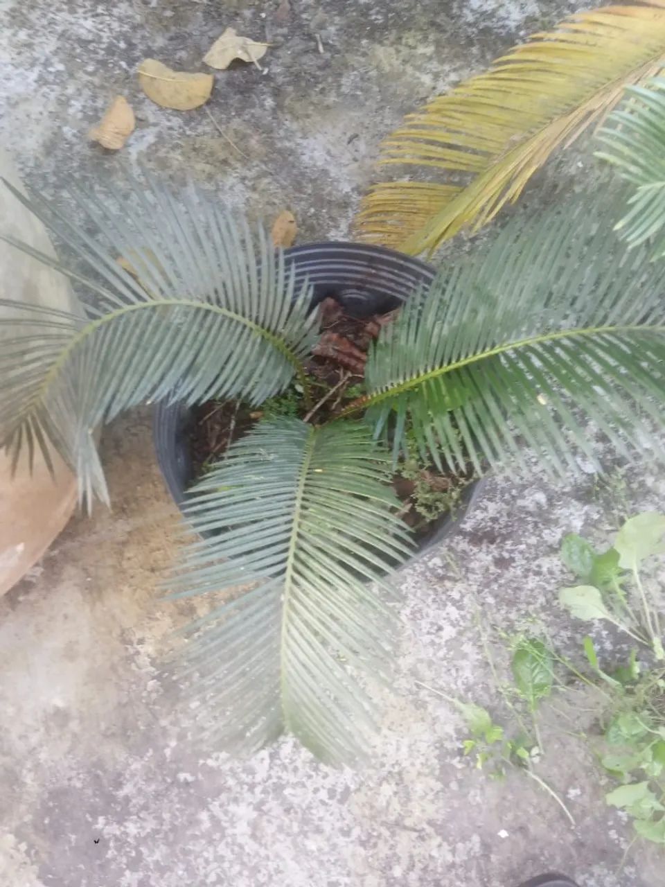 Muda de Palmeira cica Adulta - Foto 4