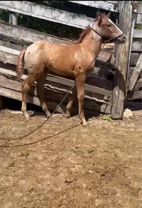 Égua e potra Qm  - Foto 3