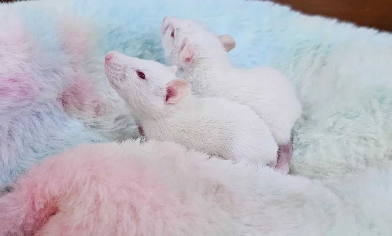 Twister carinhosos - Alto padrão - Foto 2