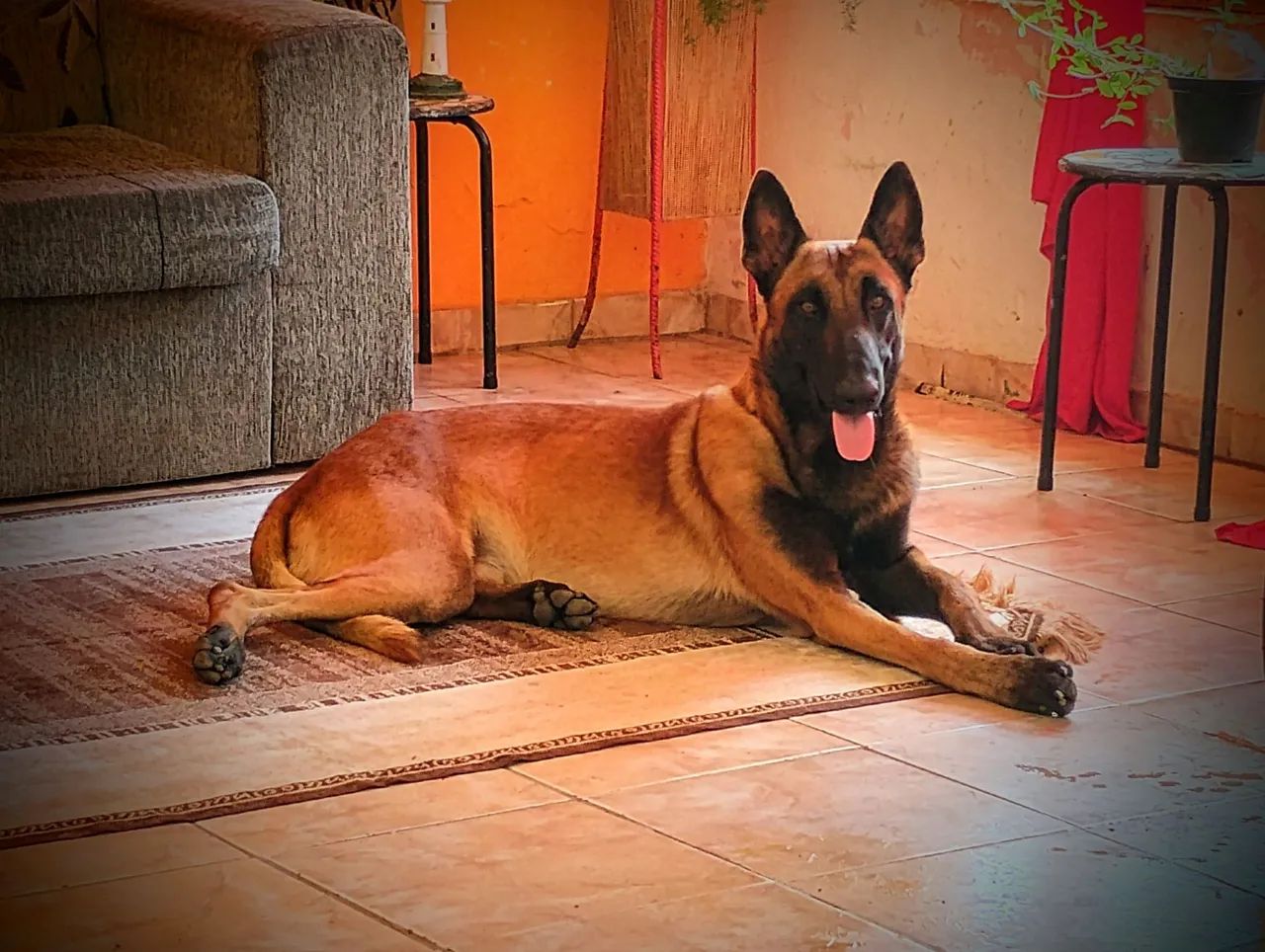 Cão Belga de Malinois para CRUZAR - Foto 4