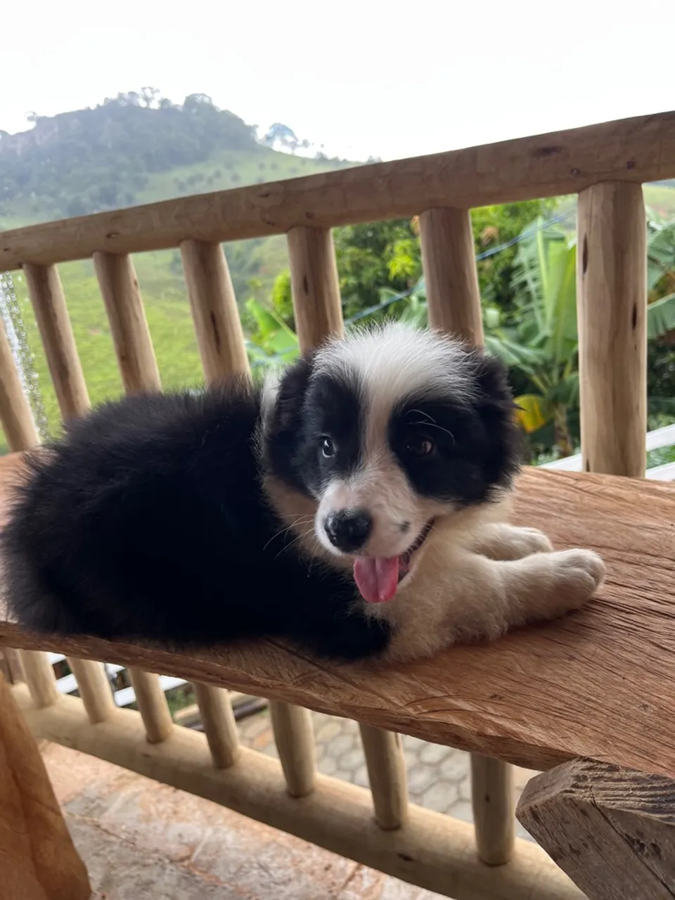 Border Collie @canilcfdog