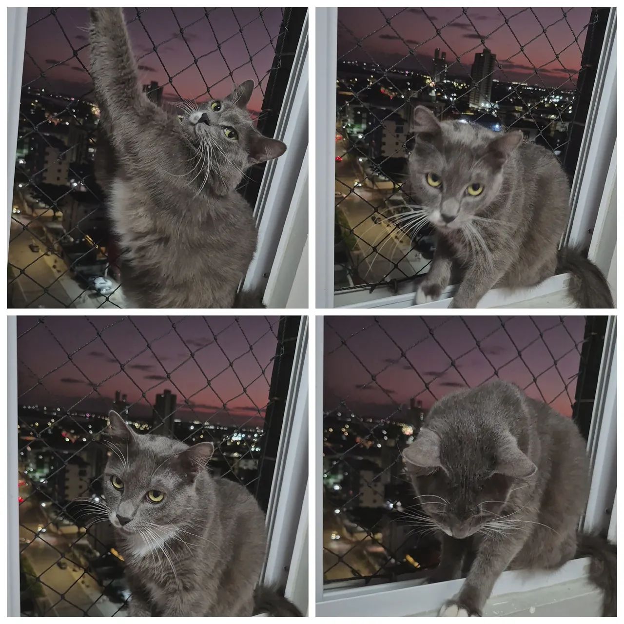 Gato Para doação - Foto 2