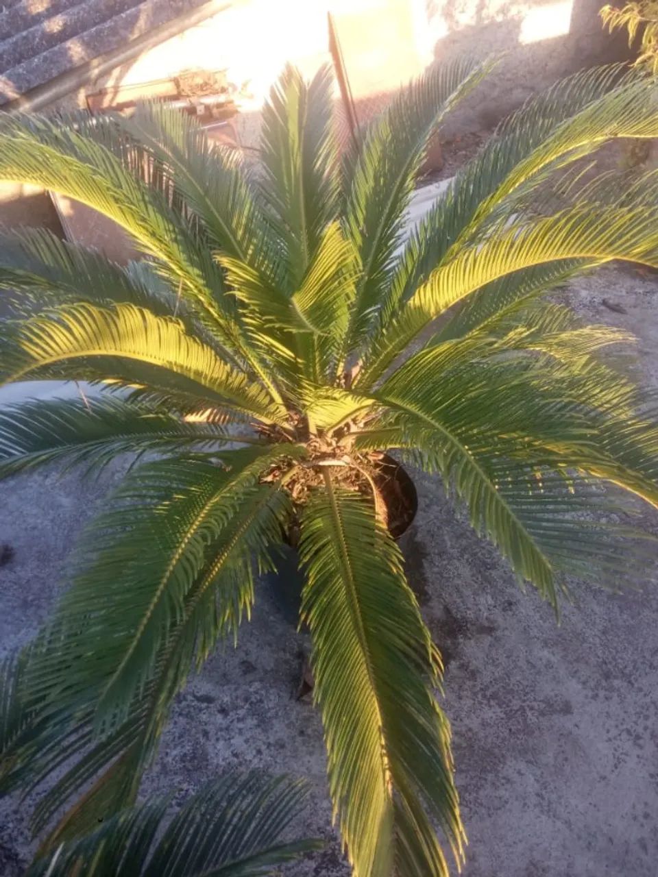 Muda de Palmeira cica Adulta - Foto 2