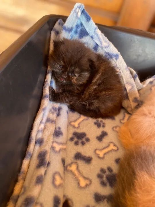 Gatinho Persa disponível para adoção - Foto 3