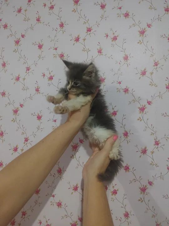 Filhote Fêmea de Maine Coon - Foto 2