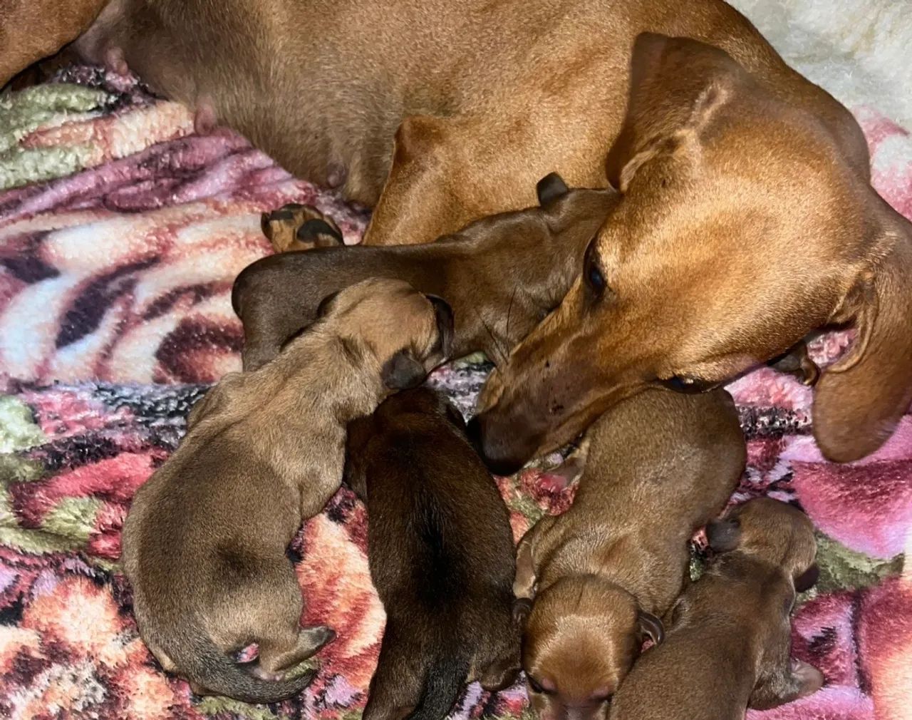 Filhotes de cachorro salchicha  - Foto 3