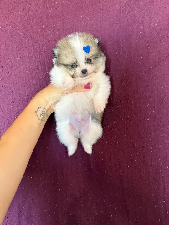 Filhote de Lulu da pomerania - bicolor - branco com marrom  - Foto 2