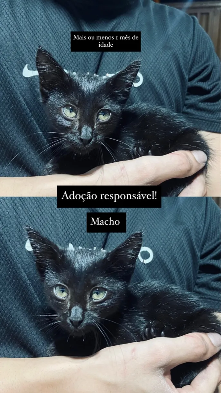 Filhote de gato preto para adoção responsável