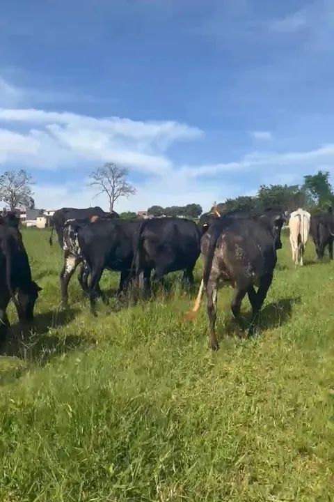 Venda Gado leiteiro  - Foto 3