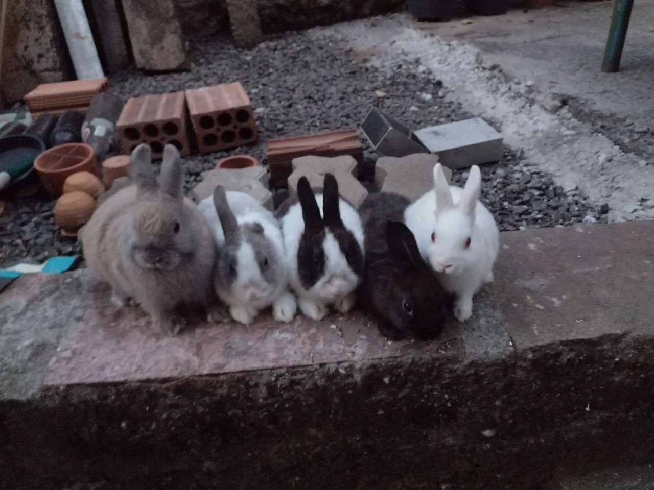 Mini coelho  - Foto 2