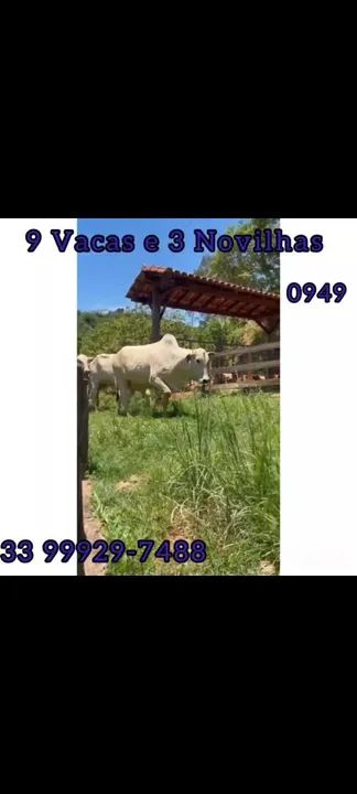 9 Vacas e 3 Novilhas 