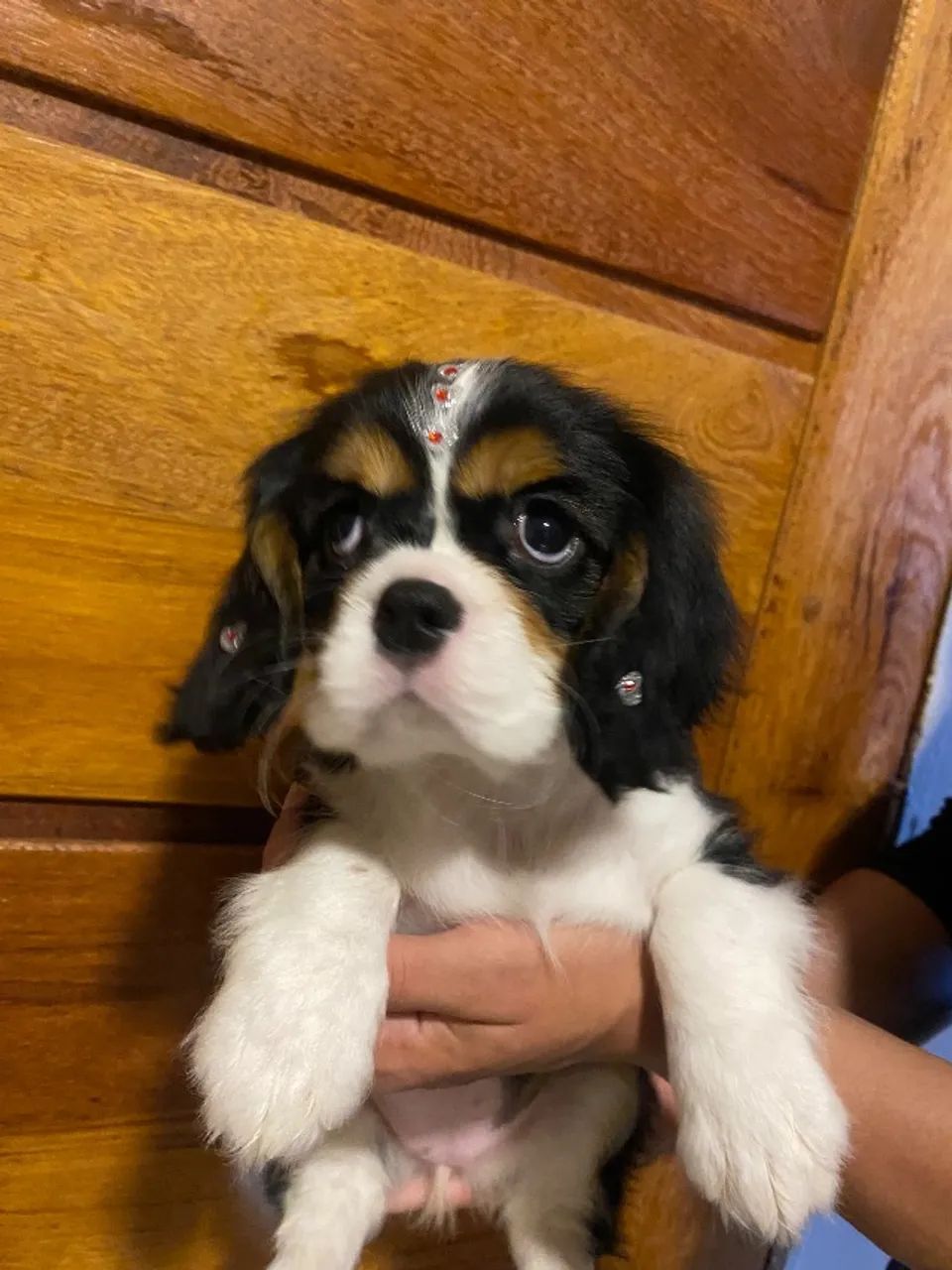 Cavlaier entregamos hoje mesmo  - Foto 5