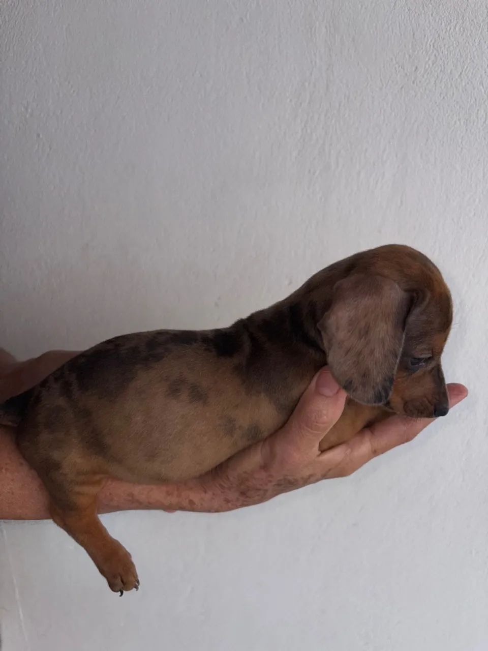 Dachshund Alerquim fêmea  - Foto 4