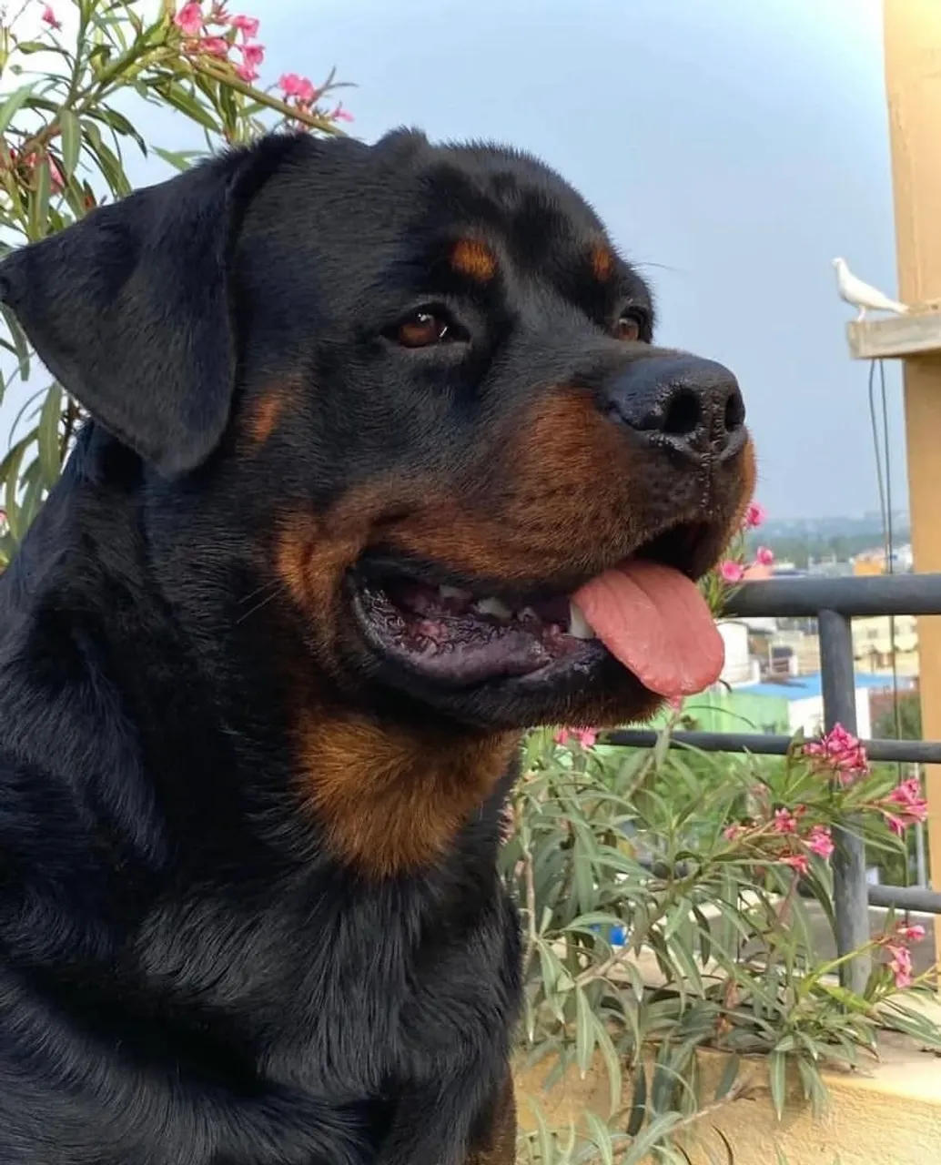 Filhotes Rottweiler disponíveis