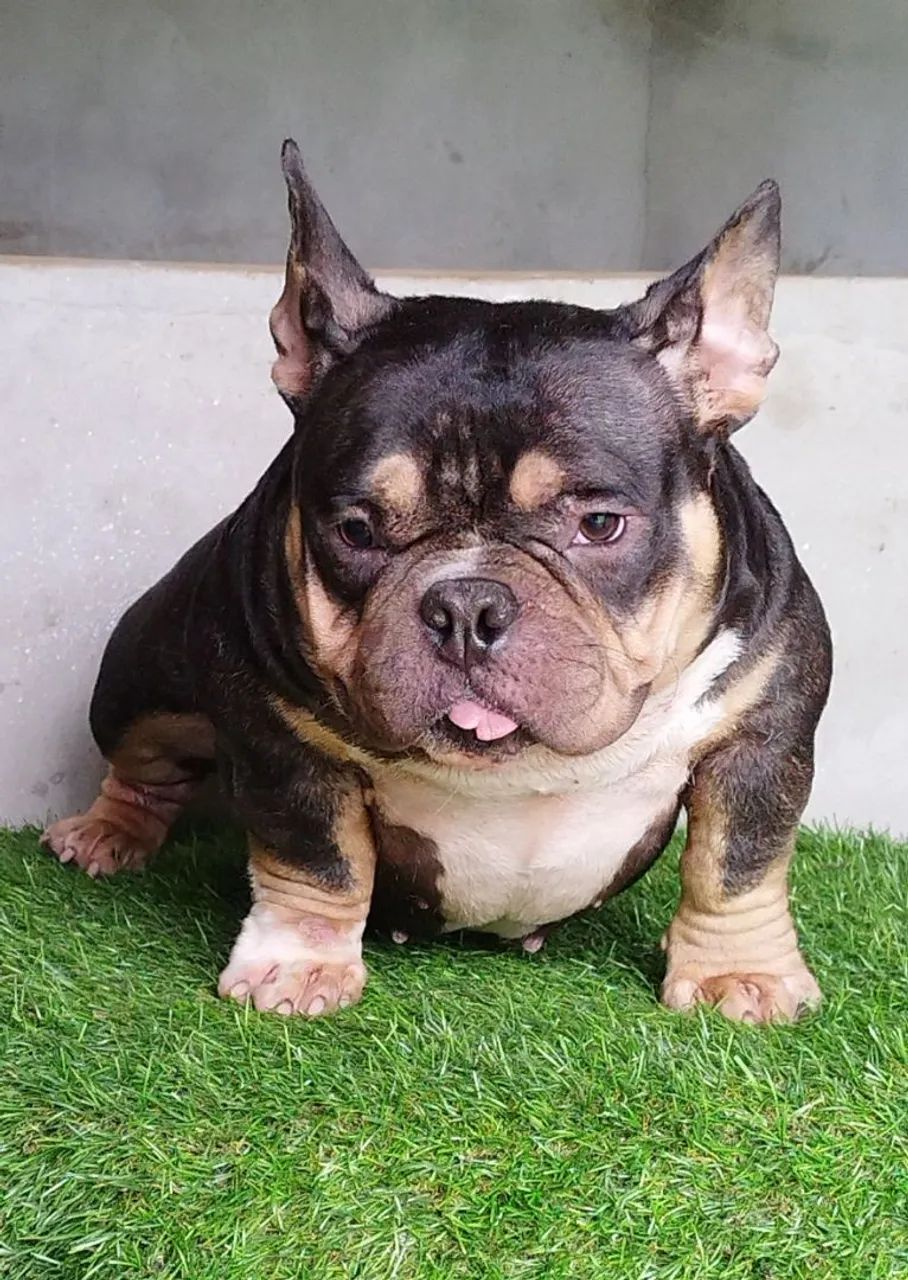 American Bully nano fêmea Urgente  - Foto 5
