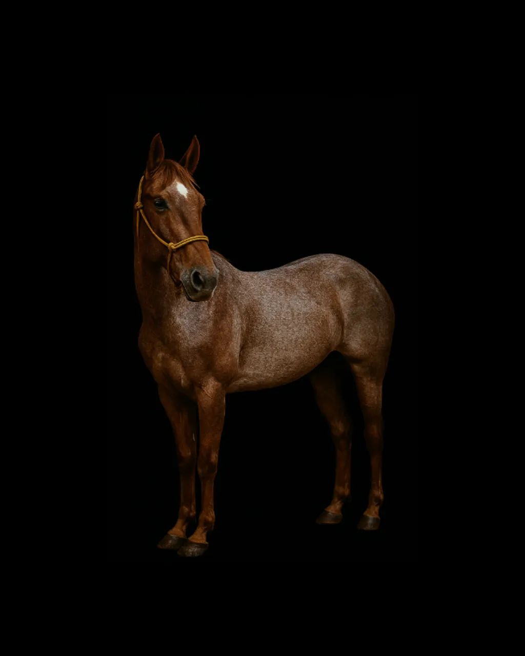 Cavalo Quarto de Milha registrado Team penning  - Foto 2