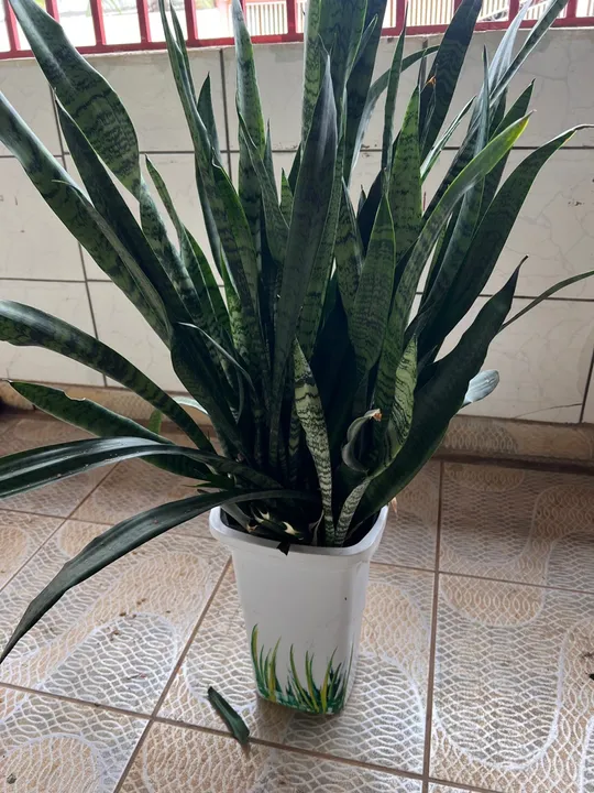 Planta Snake Plant - ESPADA DE SÃO JORGE