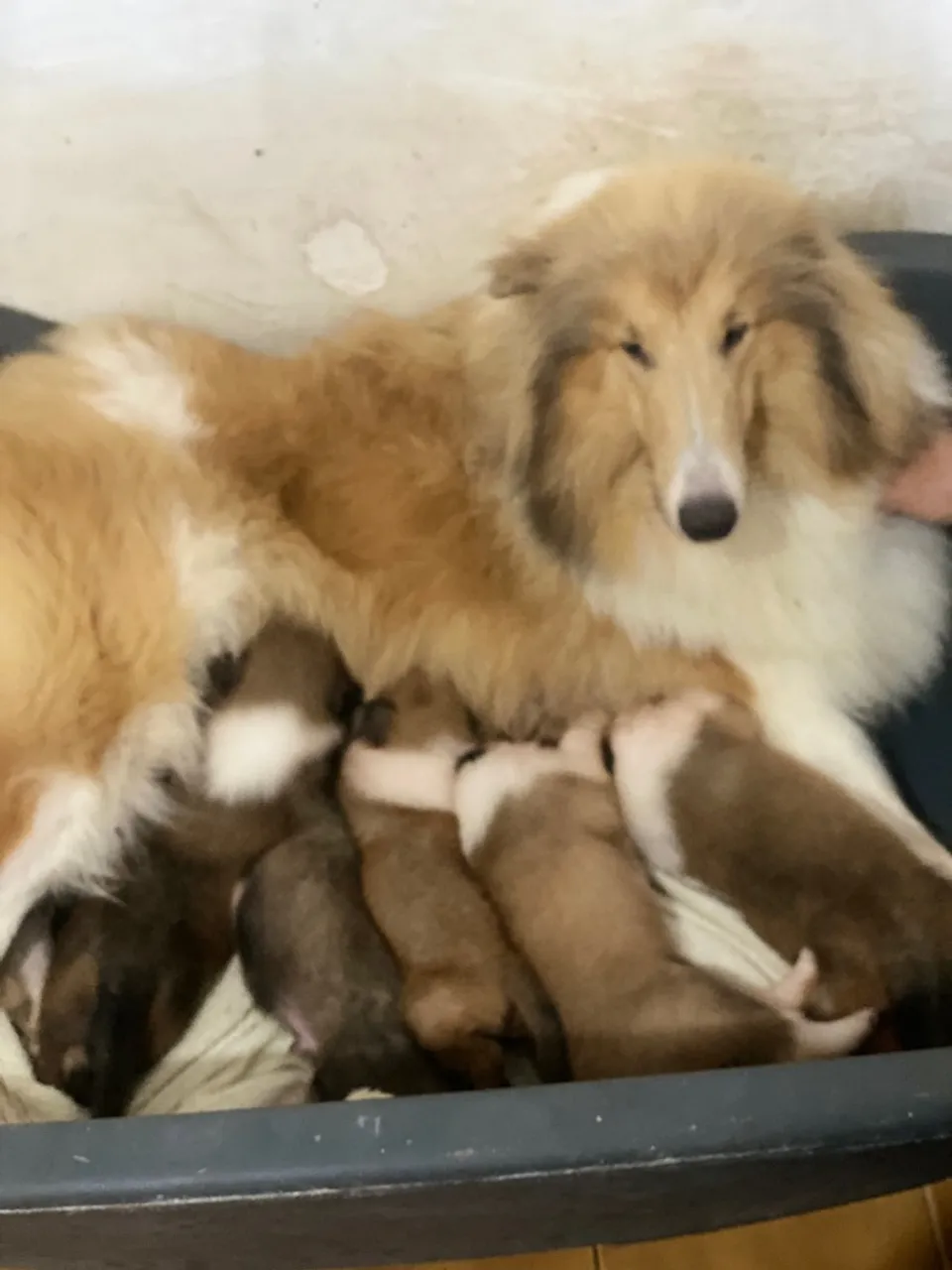 Filhotes de Collie para adoção