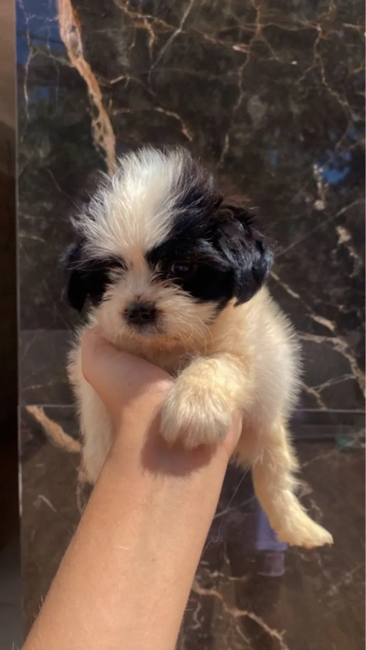 Filhote Shih Tzu - Pelúcia de Patinhas!