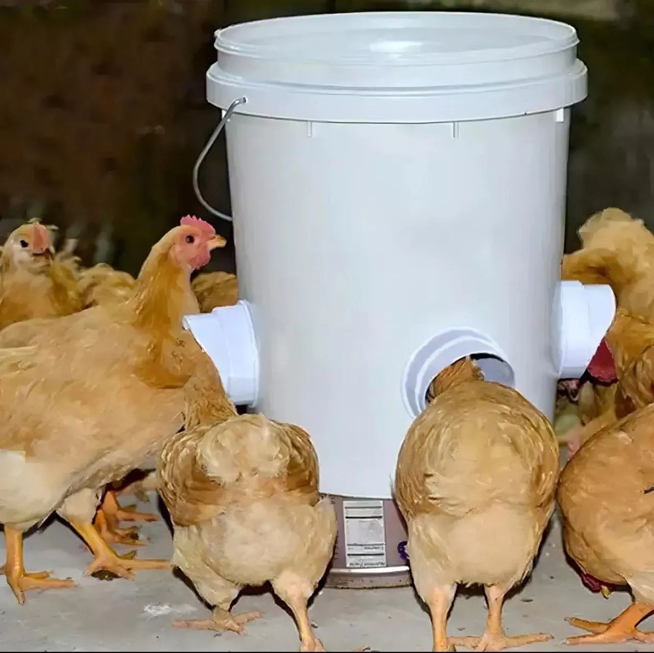 Ninhos, comedouros, bebedouros galinhas, aves, patos, perus - Foto 3