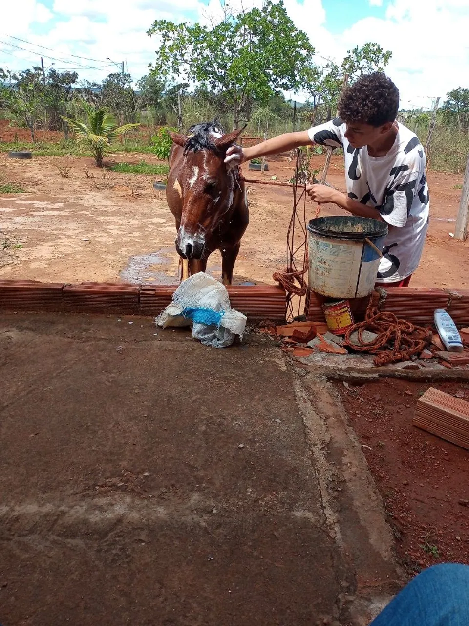 Cavalo para venda