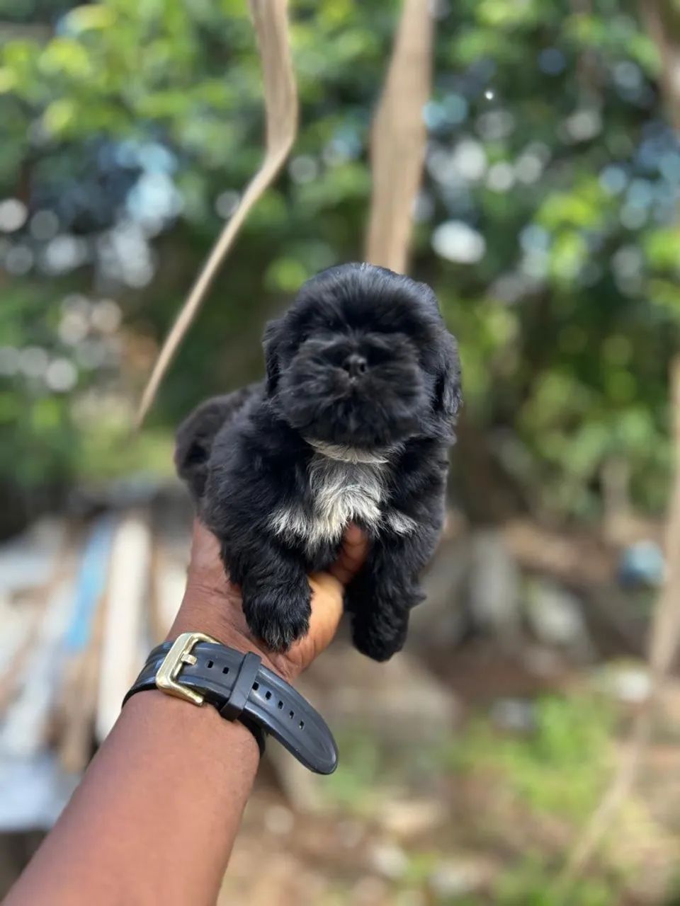 Filhote Shih Tzu fêmea e macho 