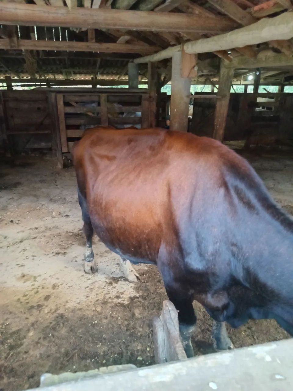 Vaca leiteira treis vacas para vender  - Foto 2