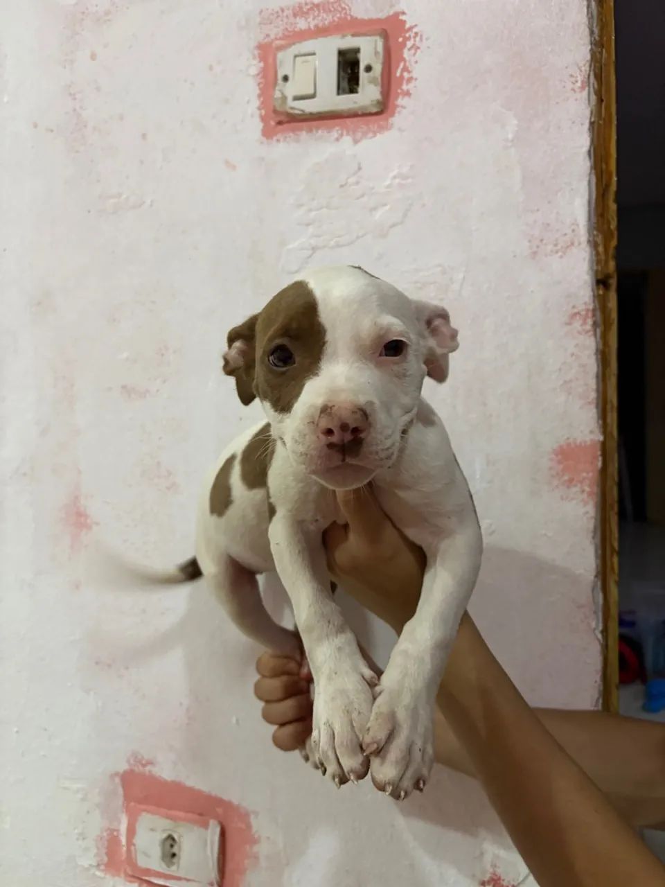 Filhote Pitbull - Foto 5