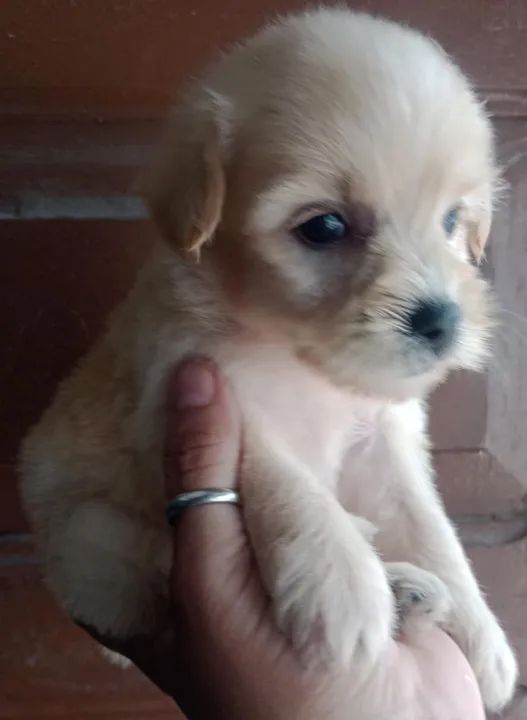 Filhote de poodle - Foto 2