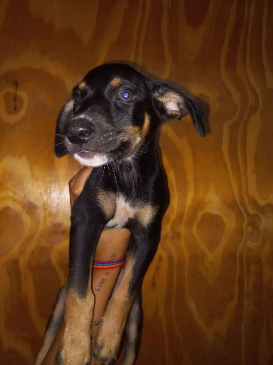 Filhote de cachorro (SRD)  - Foto 2