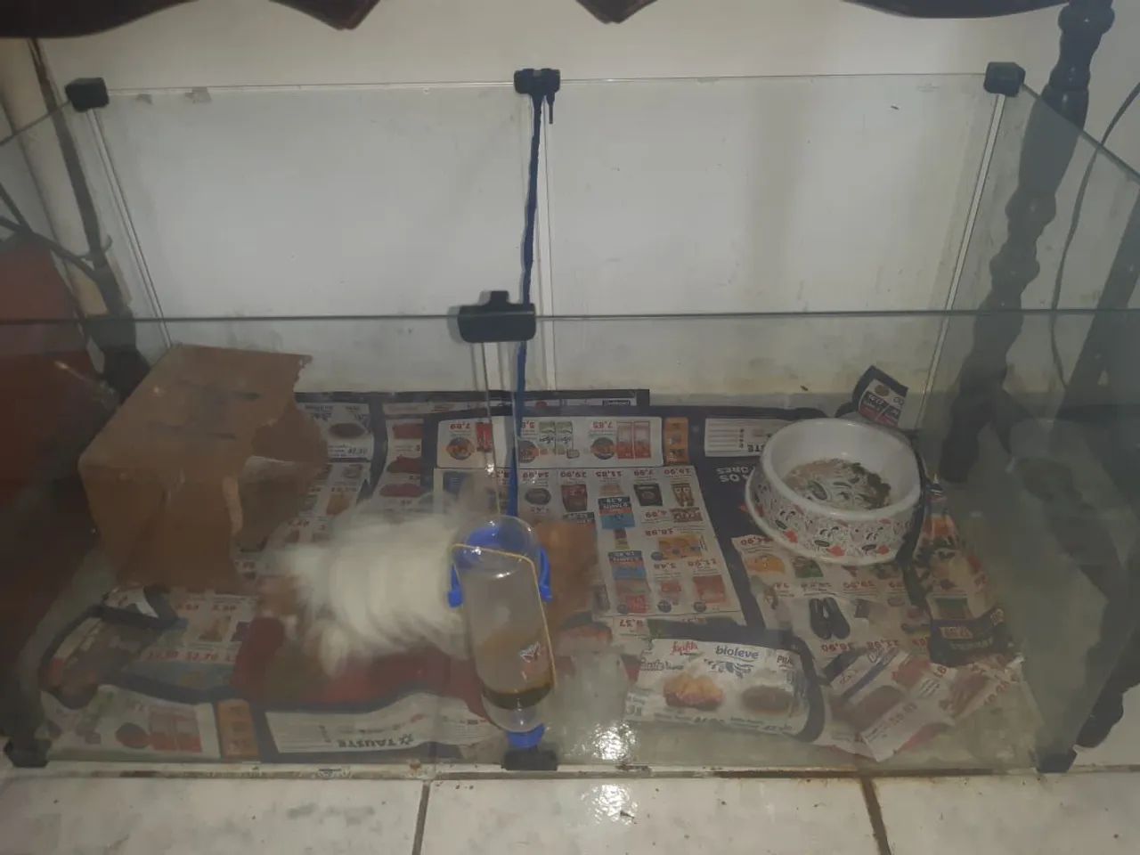 Porquinho da india branco e marron 5 messes de vida casa de vidro para roedores 1 metro 