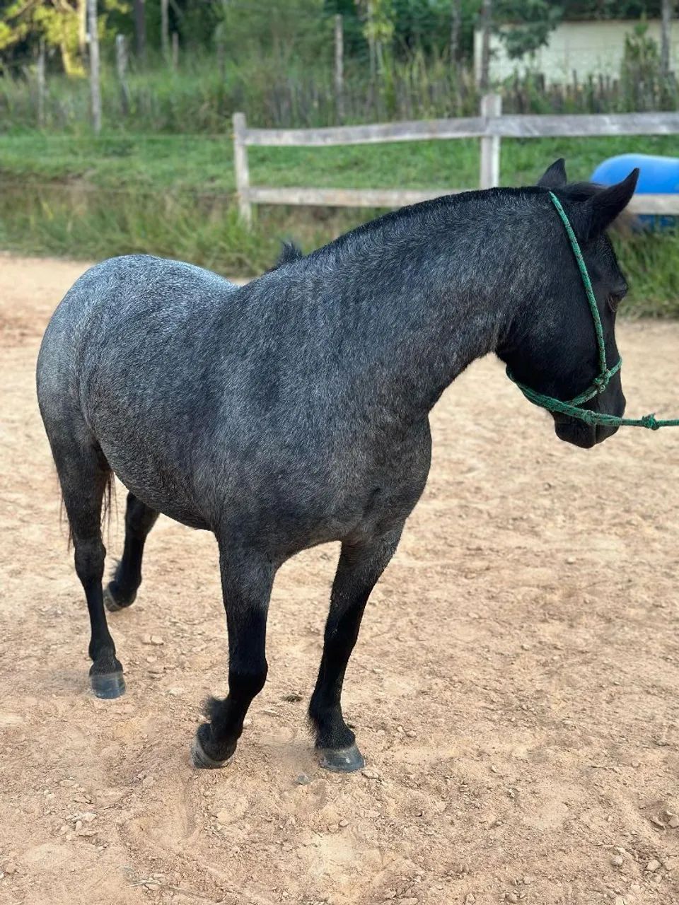 Mini pônei fêmea rosilha negra  - Foto 2