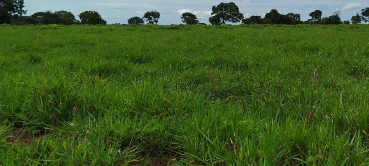 Fazenda entre Palmas to e Barrolândia to - Foto 11