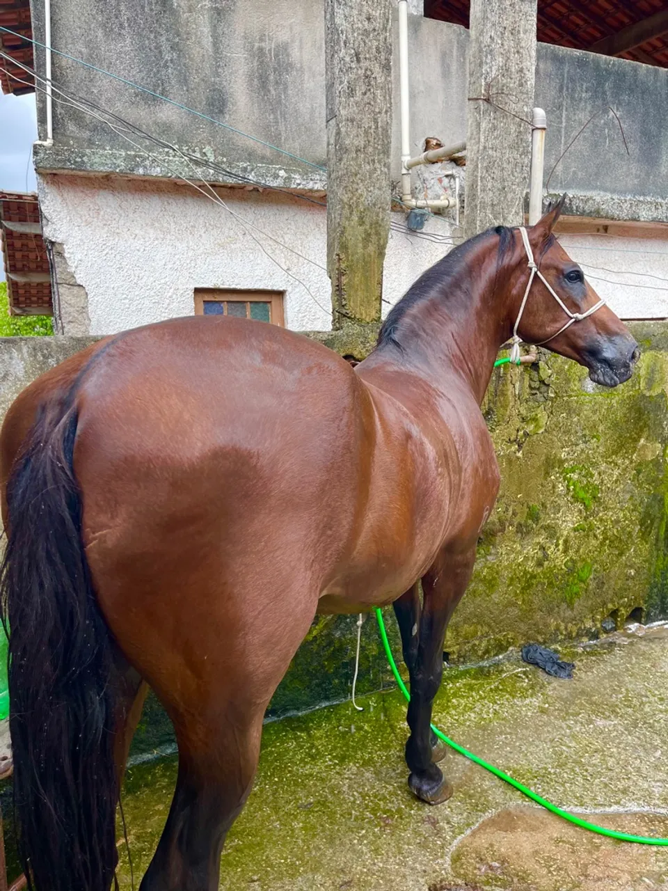 Cavalo Mangalarga Marchador