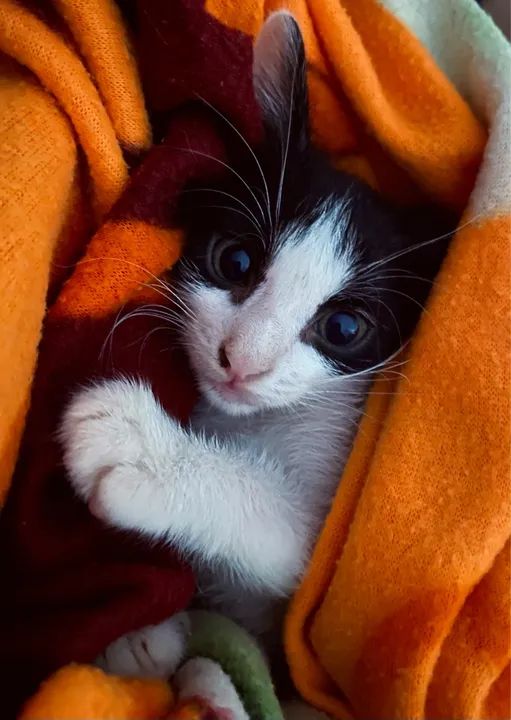 Gato filhote para adoção 