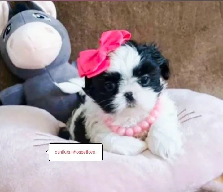 Shih tzus exóticos raridade com pedigree op - Foto 4