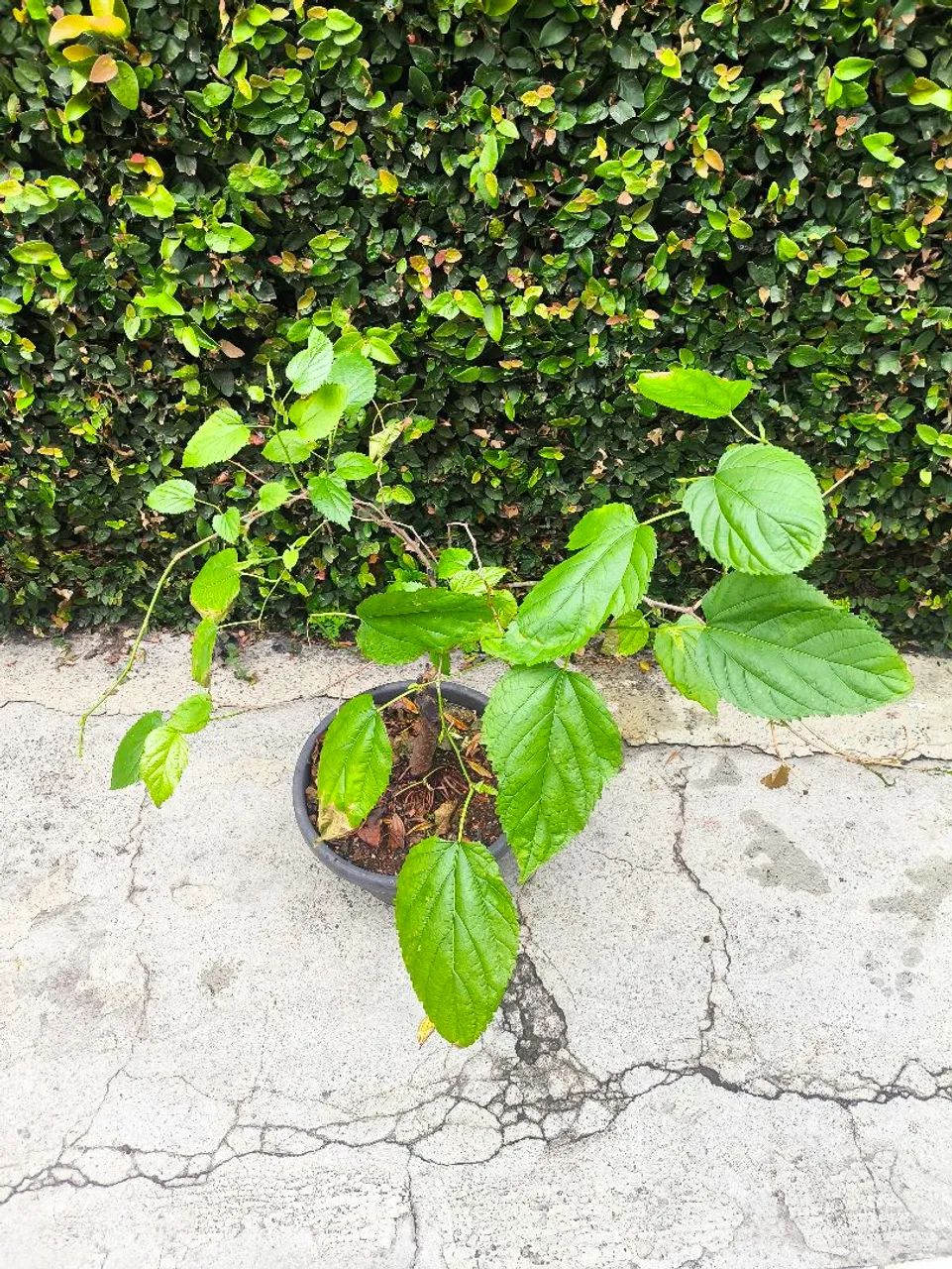 Bonsai Amora  - Foto 2