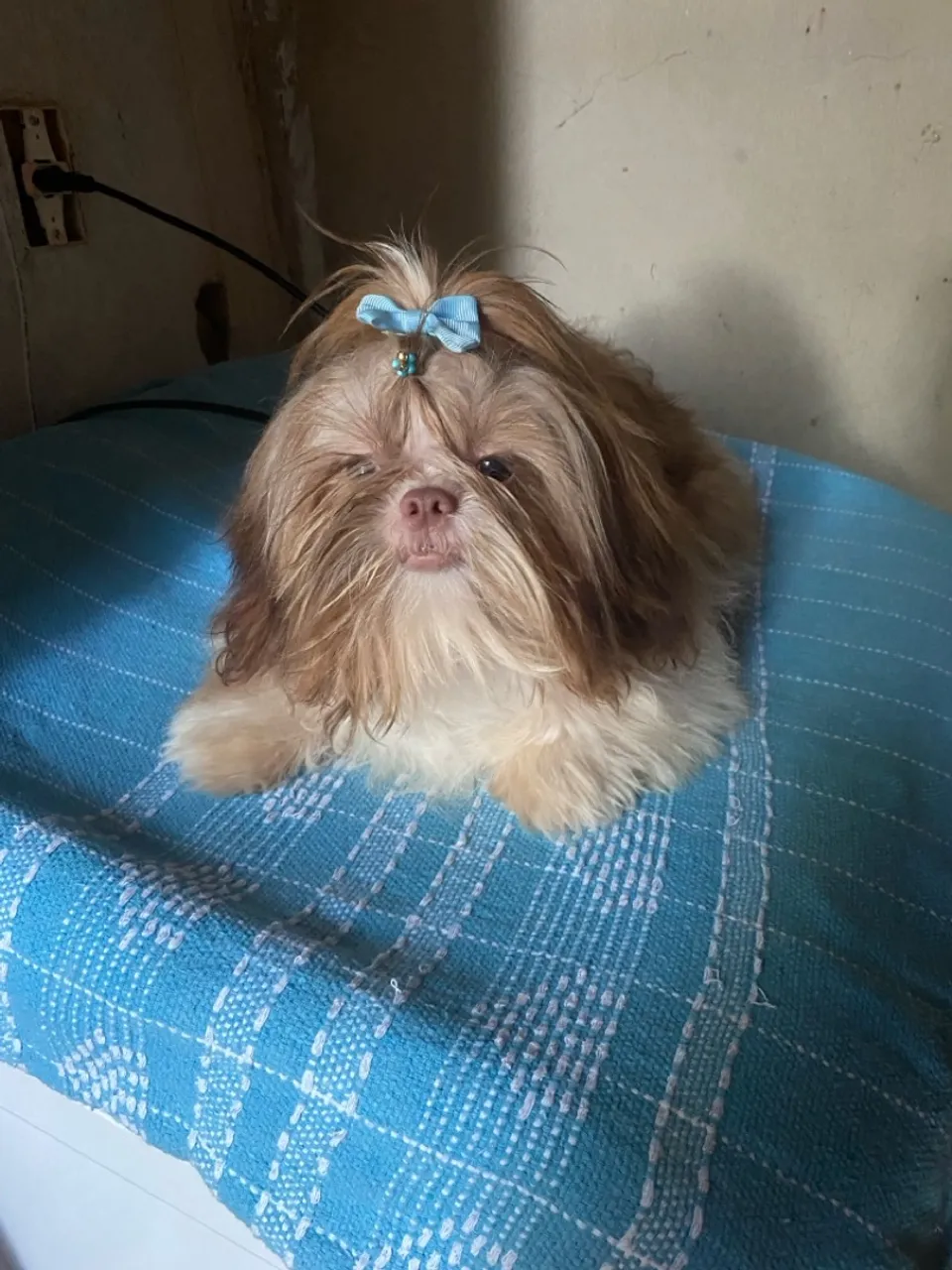 Shih Tzu Macho