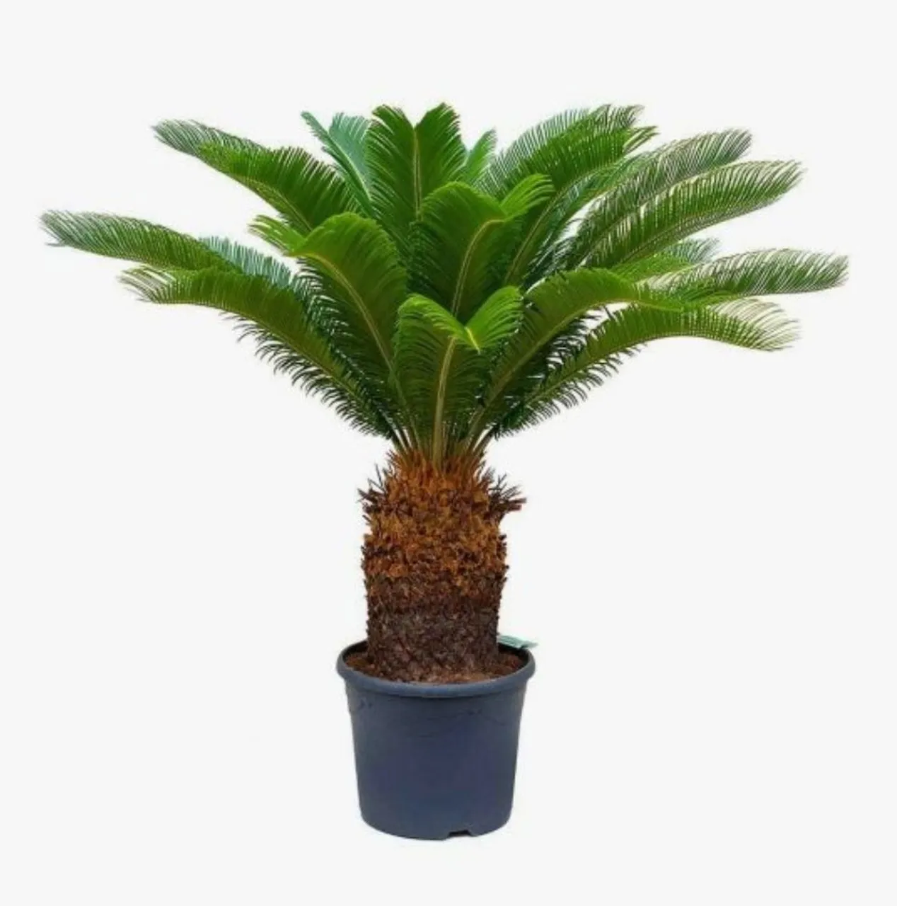 Palmeira Cyca Cica ou Sago
