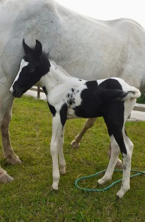 Super promoção de coberturas! Aproveite e garanta já a sua numa condição imperdível! - Foto 6